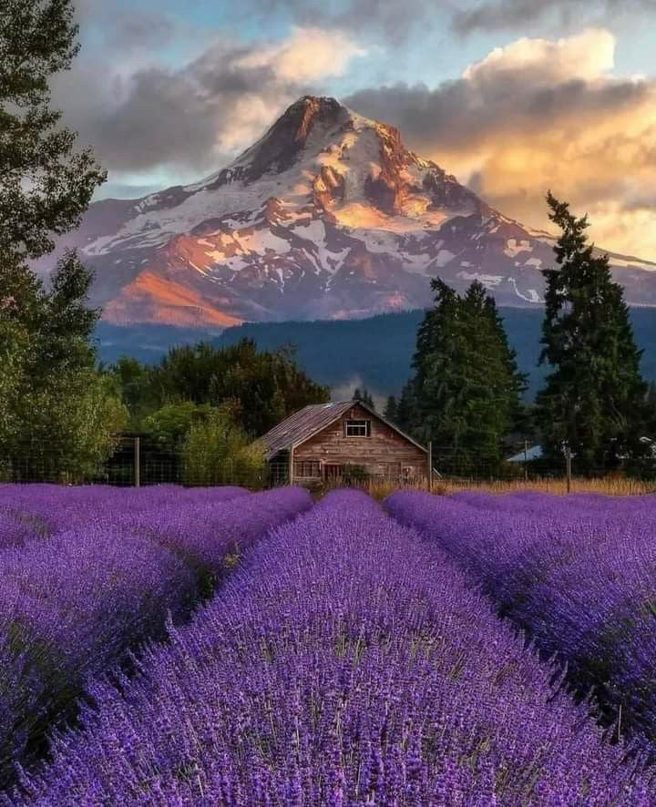 Alfarah’s Pure Lavender Oil: A Lavender Like No Other