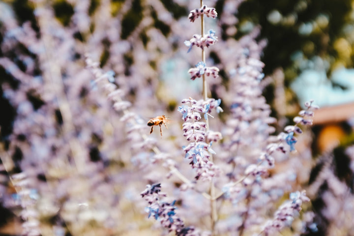 French Lavender Oil - 30ml Spray
